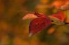 Herbstr�te